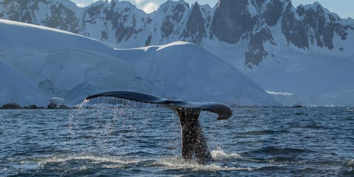 Humpback Whale