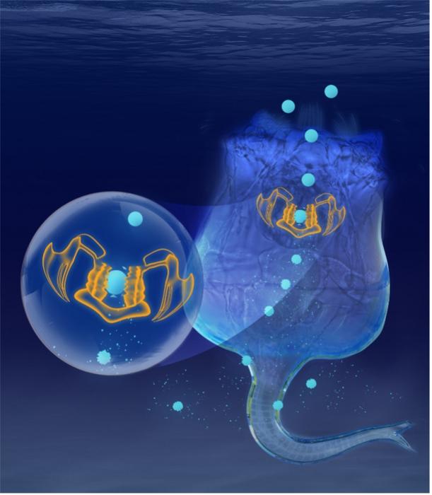 The rotifer’s masticatory apparatus (in yellow) is strong enough to fracture grind out more than 300,000 nanoplastic particles every day.