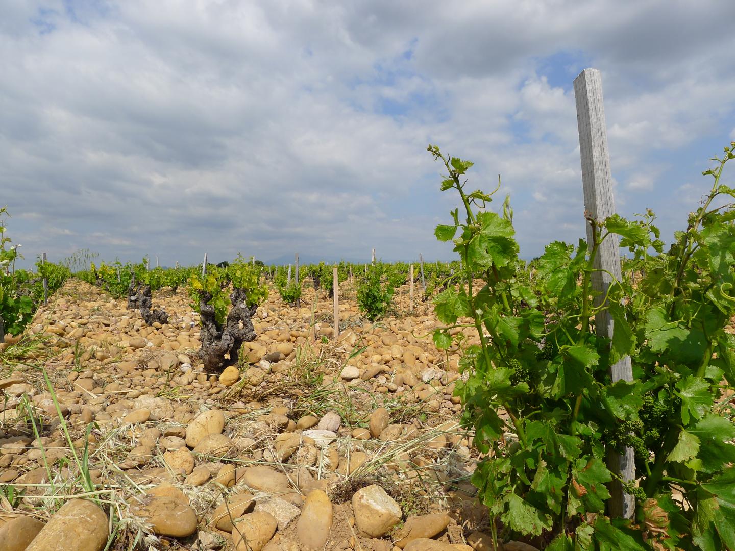 Vineyard in France