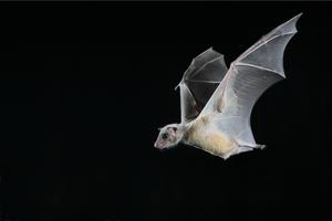 How nerve cells in bat brains respond to their environment and social interactions with other bats