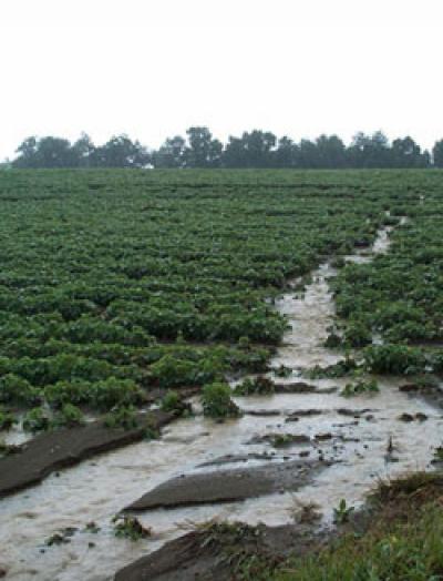 Runoff from Reduced-Input Watershed