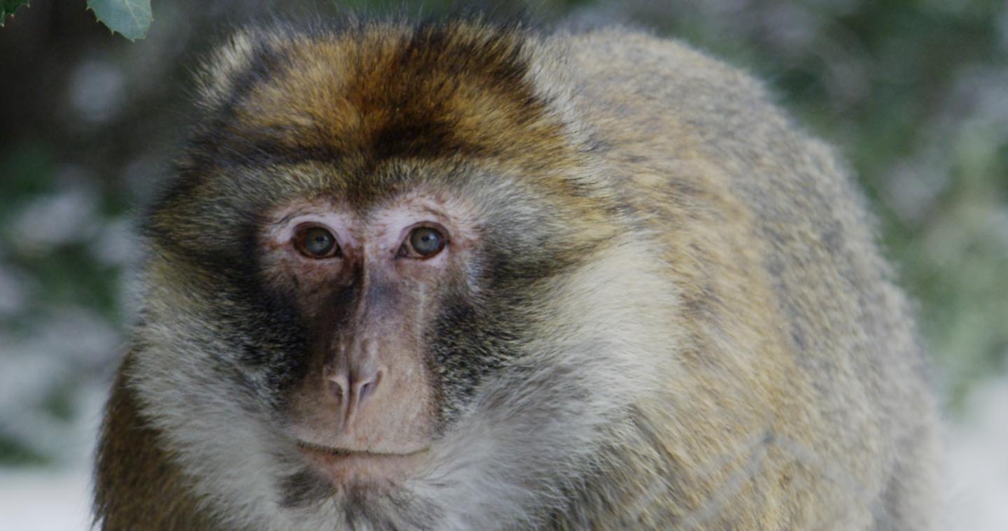 A Barbary Macaque