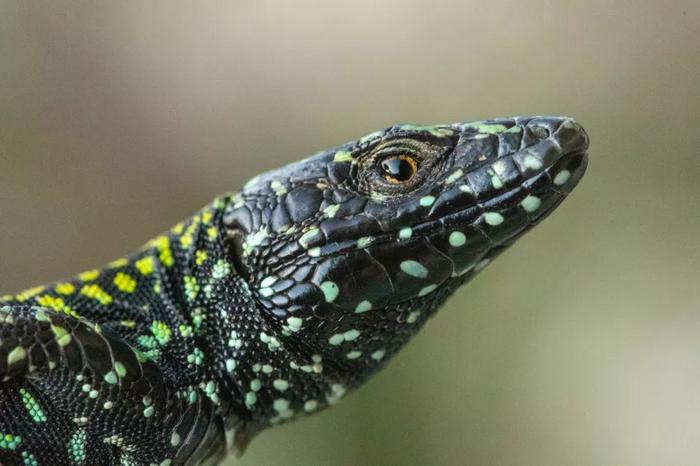 "Hulk" lizard close-up