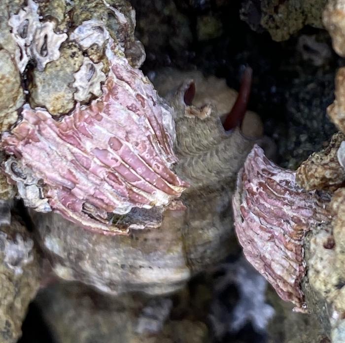 Two bent morphs with warm water predatory snail (Mexacanthina lugubris) in the background