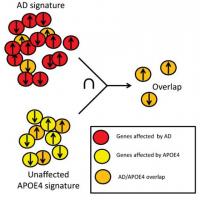 Schematic Alzheimer's Gene Expression