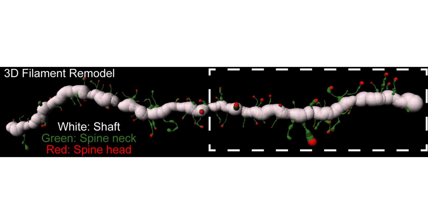 Highly specific synaptic plasticity in addiction