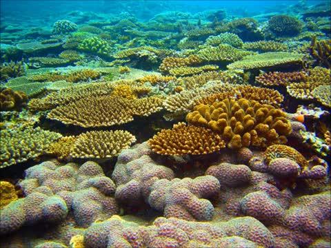 Information About Coral Reefs Provided As A Video
