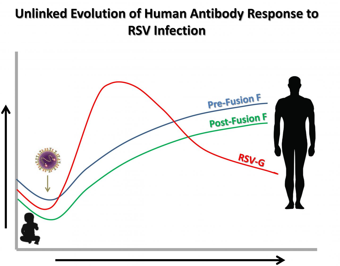 How Immunity to RSV Develops in Childhood but Deteriorates in Adults