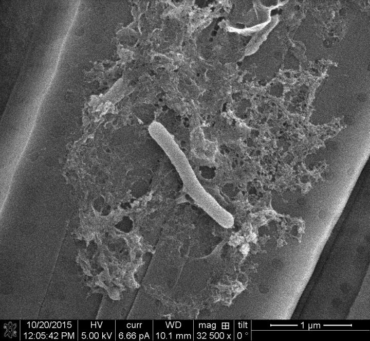 Bacteroidetes Bacteria