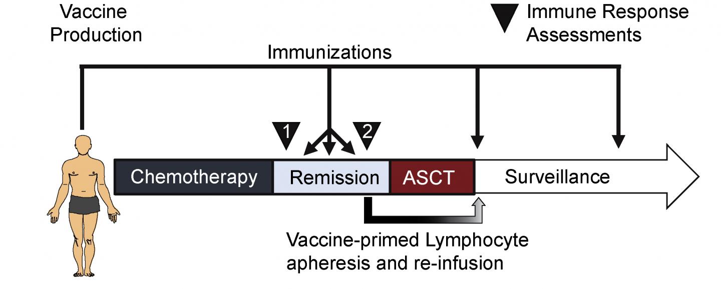A Schematic of the Vaccination Schedule Used to Treat MCL Patients in the Phase I/II Trial