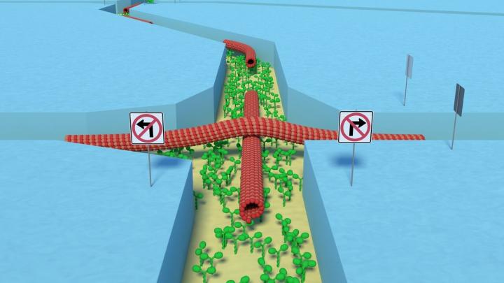 Bio Supercomputer Circuit