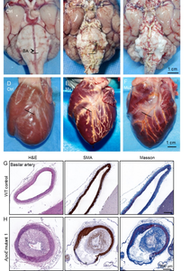 Scientists established new canine mutant model to mimic human cerebrovascular disease