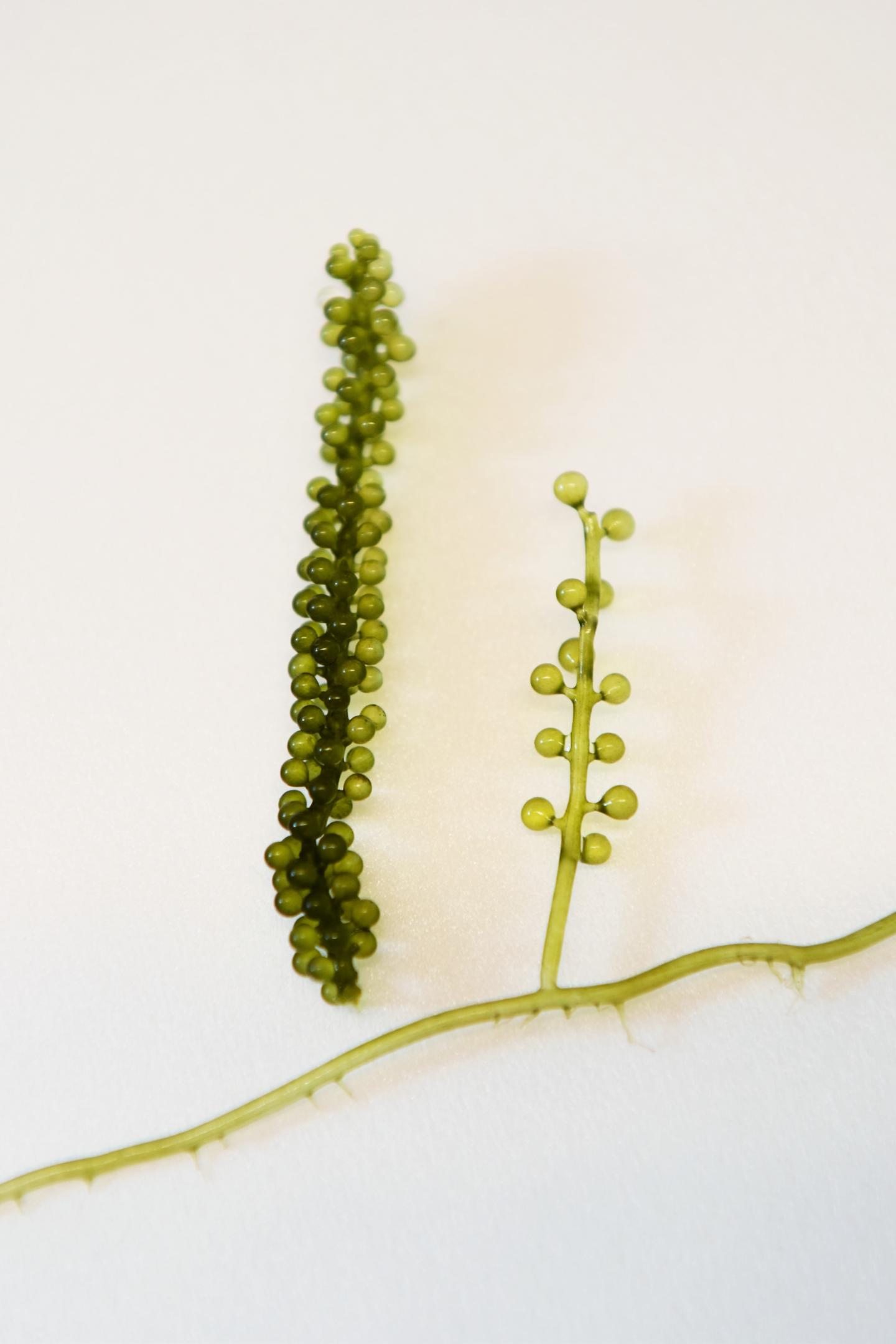 Healthy and Malformed Umi-budo