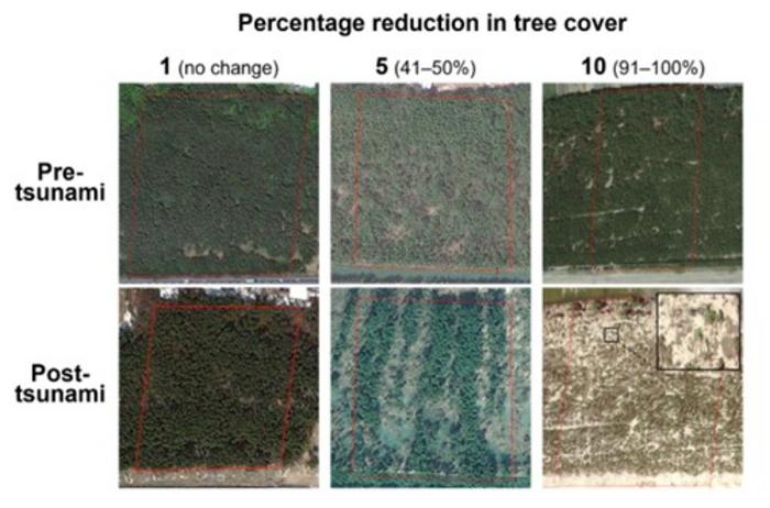 Comparison of the percentage of reduction in tree cover pre- and post-tsunami