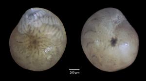 a lobifera foraminifera - image 4.jpg