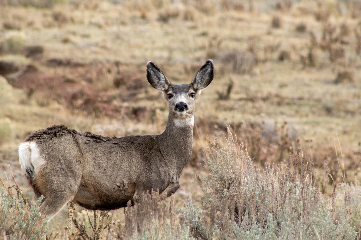 Mule deer