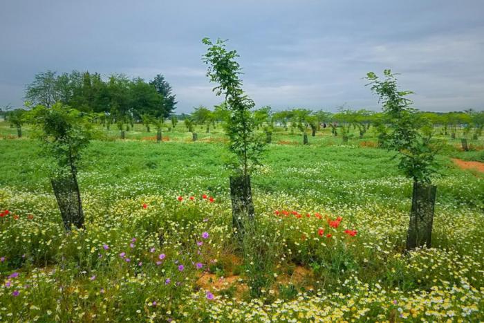 Environmental, social, and economic benefits of agroforestry