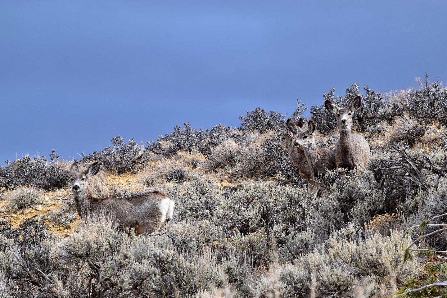 Mule Deer in Sagebrush