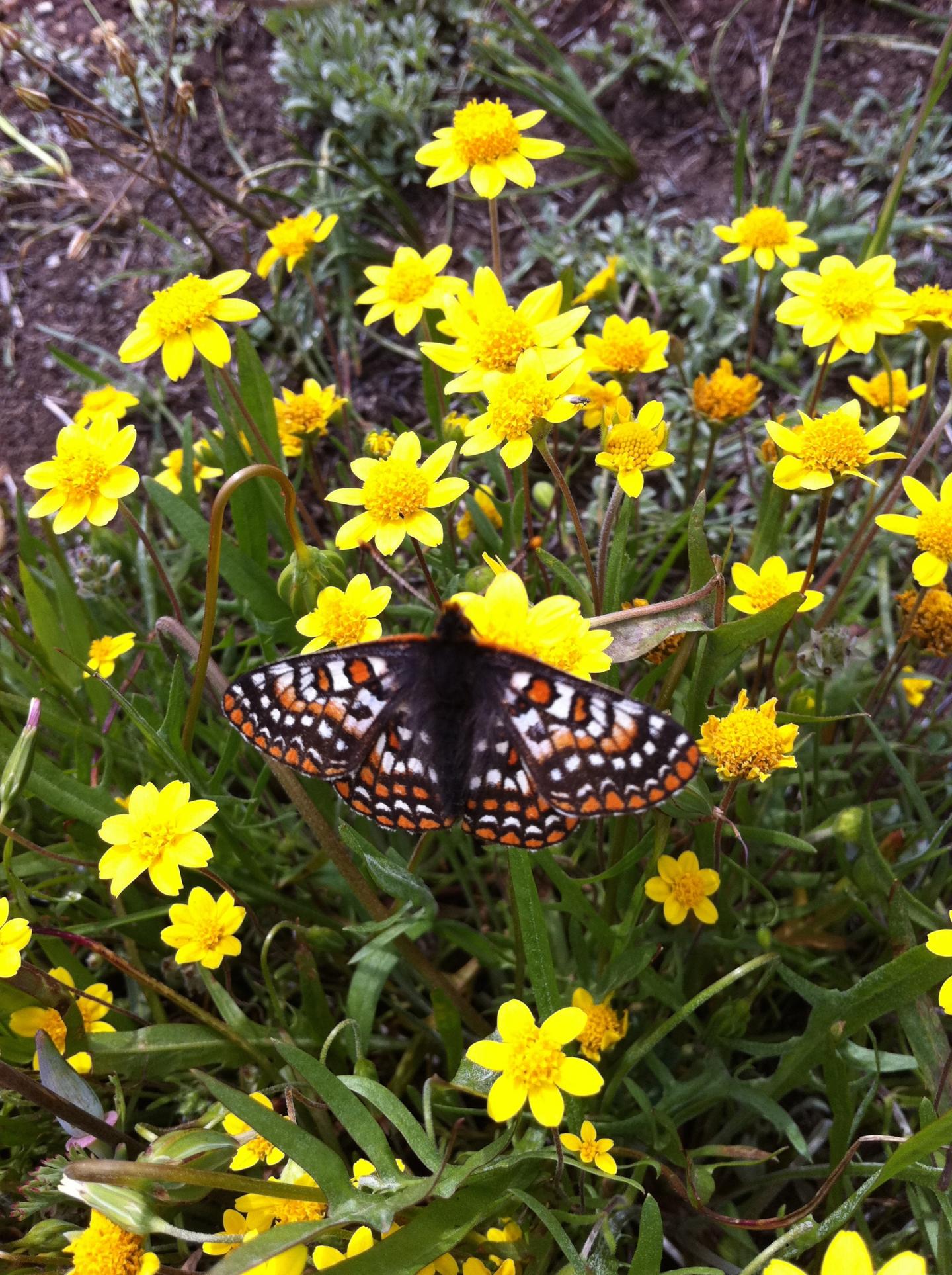 Goldfields and Butterfly