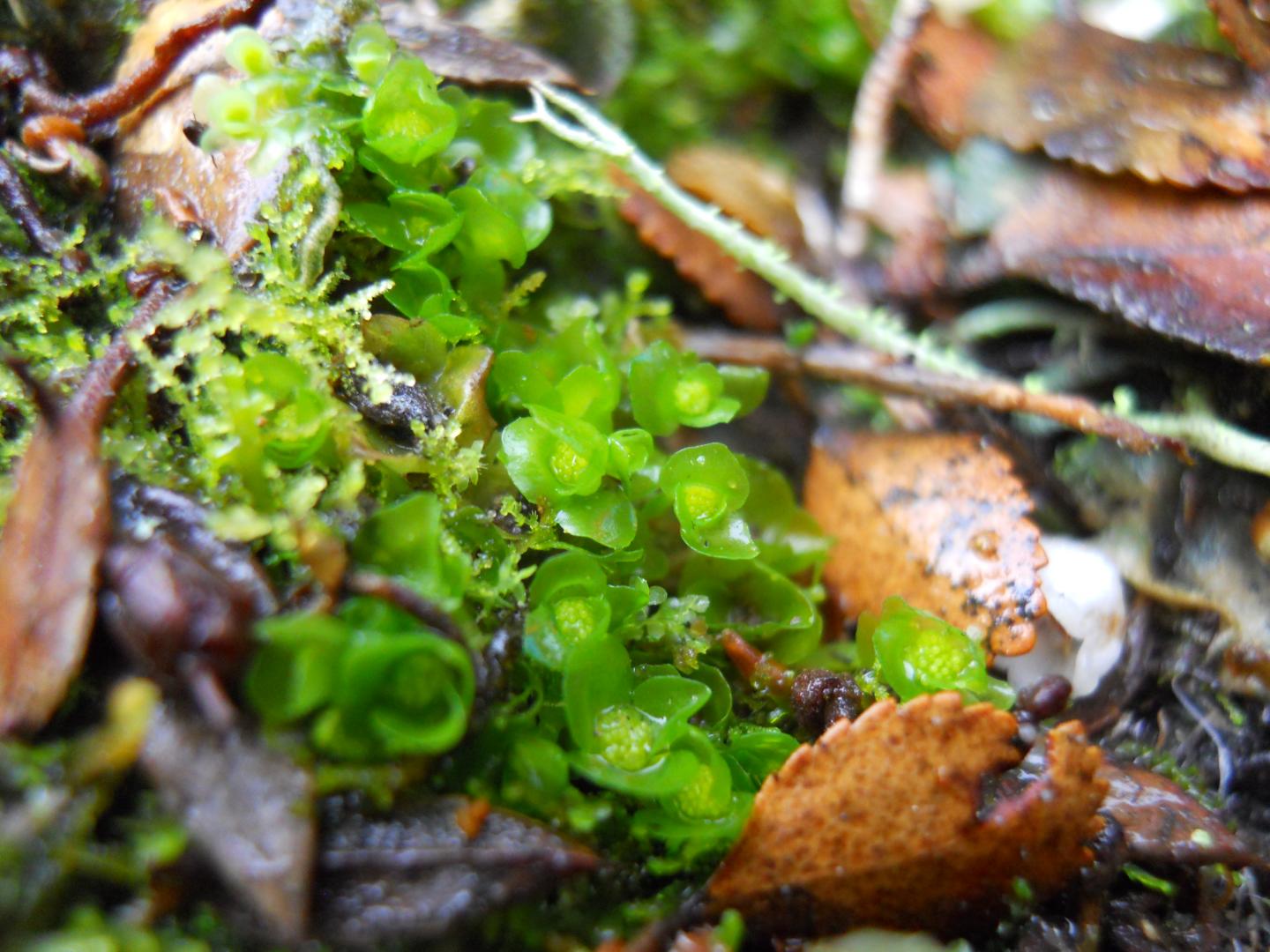 Liverworts