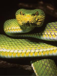 A specimen of Trimeresurus ayeyarwadyensis