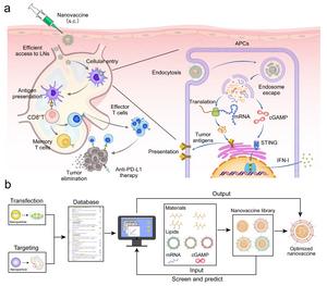 In vivo fate of nanovaccines and strategies for machine learning-guided nanovaccine design