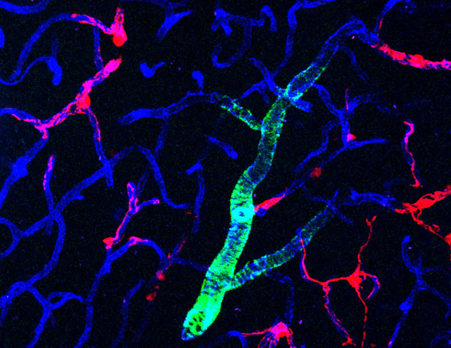 Pericytes in Capillaries in a Mouse Brain