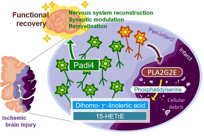 Lipid metabolism triggering brain-autonomous neural repair after ischemic stroke