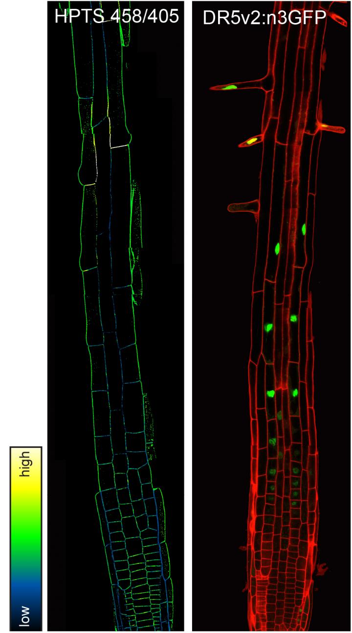 Researchers Discover Chemical Dye that Reveals How a Critical Plant Hormone Helps Root Growth
