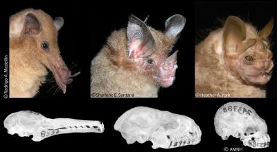 Bat Skulls and Faces