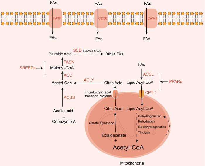 Fatty acid metabolism. Fatty acid uptake by the liver depends on fatty acid transport carriers, including FATP, CD36, and CAV-1