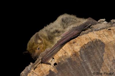 <i>Pipistrellus kuhli</i>