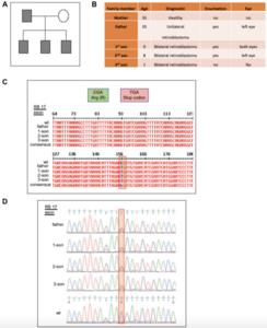 Analysis of pathogenic variants in retinoblastoma reveals a potential gain of function mutation