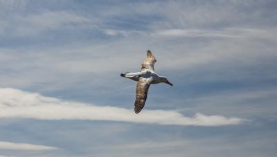 Wandering Albatross in Flight with a Tag