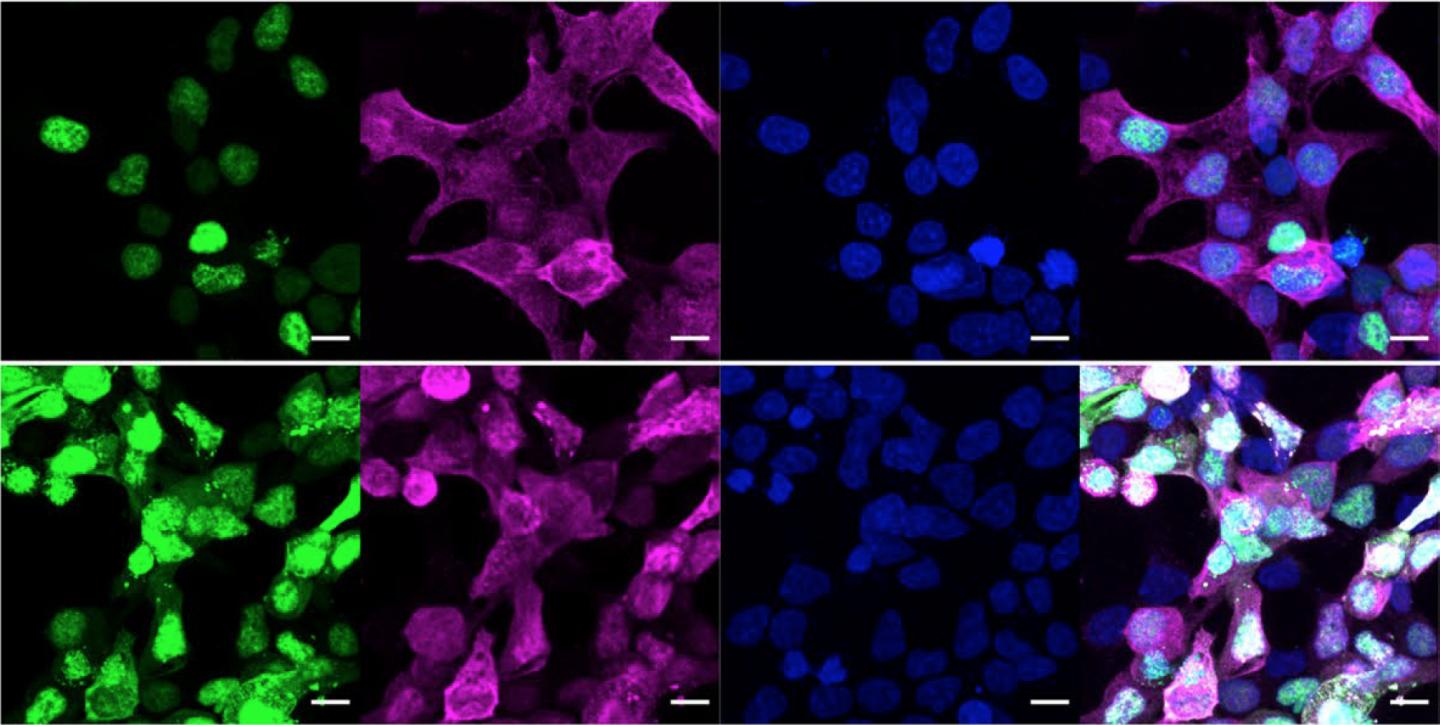 Tracking the effect of the sugar pencil/eraser on proteins in cells