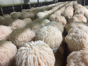 Lion's mane mushroom