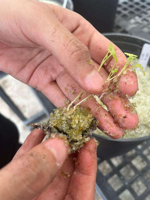 Pilot study uses recycled glass to grow plants for salsa ingredients