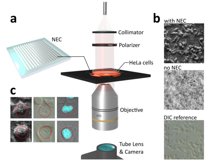 Phase-imaging with the nanophotonics enhanced coverslip (NEC)