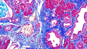 Mouse pancreas