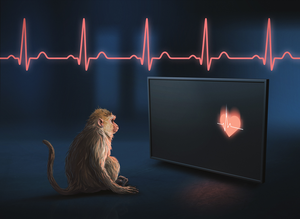 Rhesus Monkeys Can Perceive Their Own Heartbeat