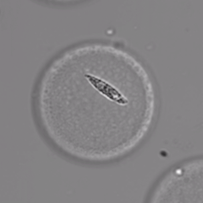 Euglena in a PicoShell