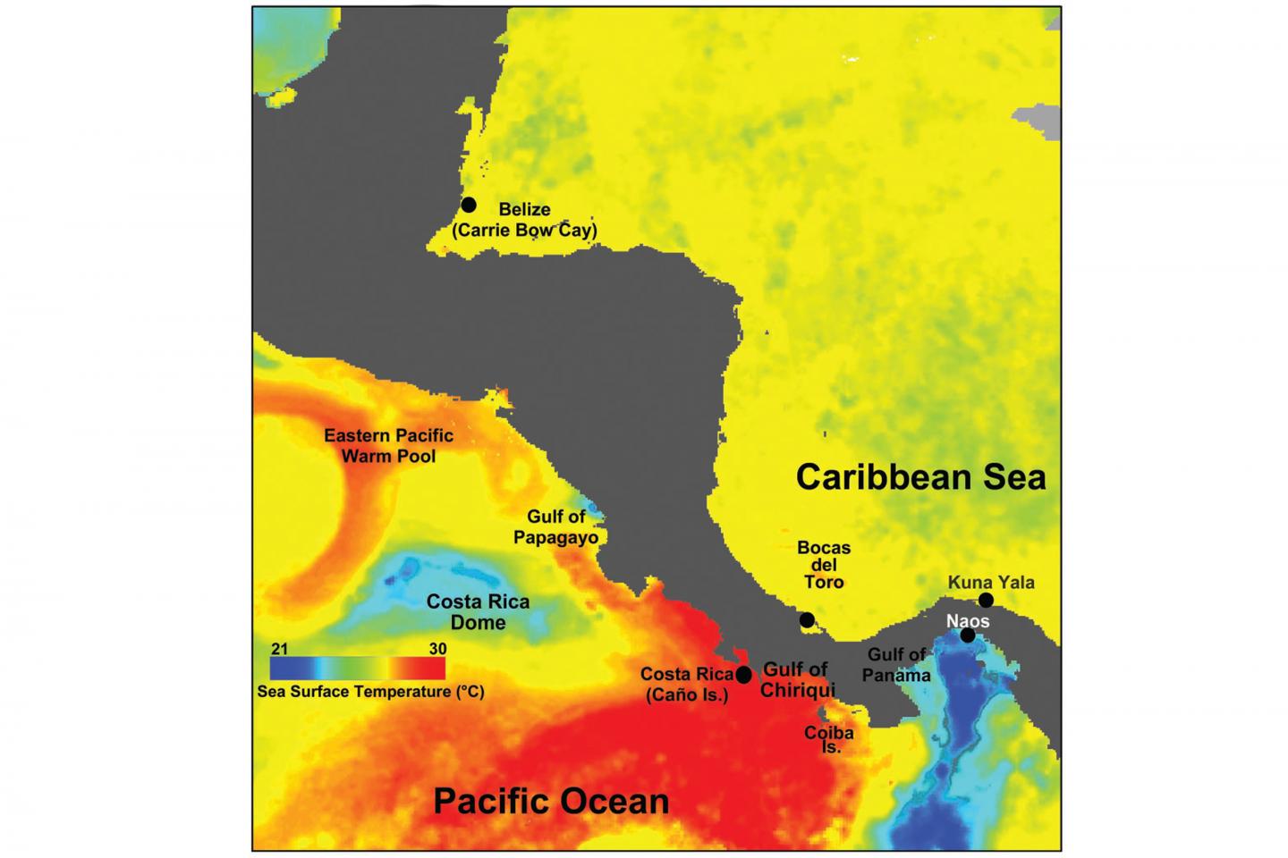 Surfer's ear 3 Thermal Map