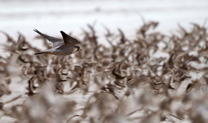 Peregrine Falcon Hunting a Flock of Migratory Shorebirds