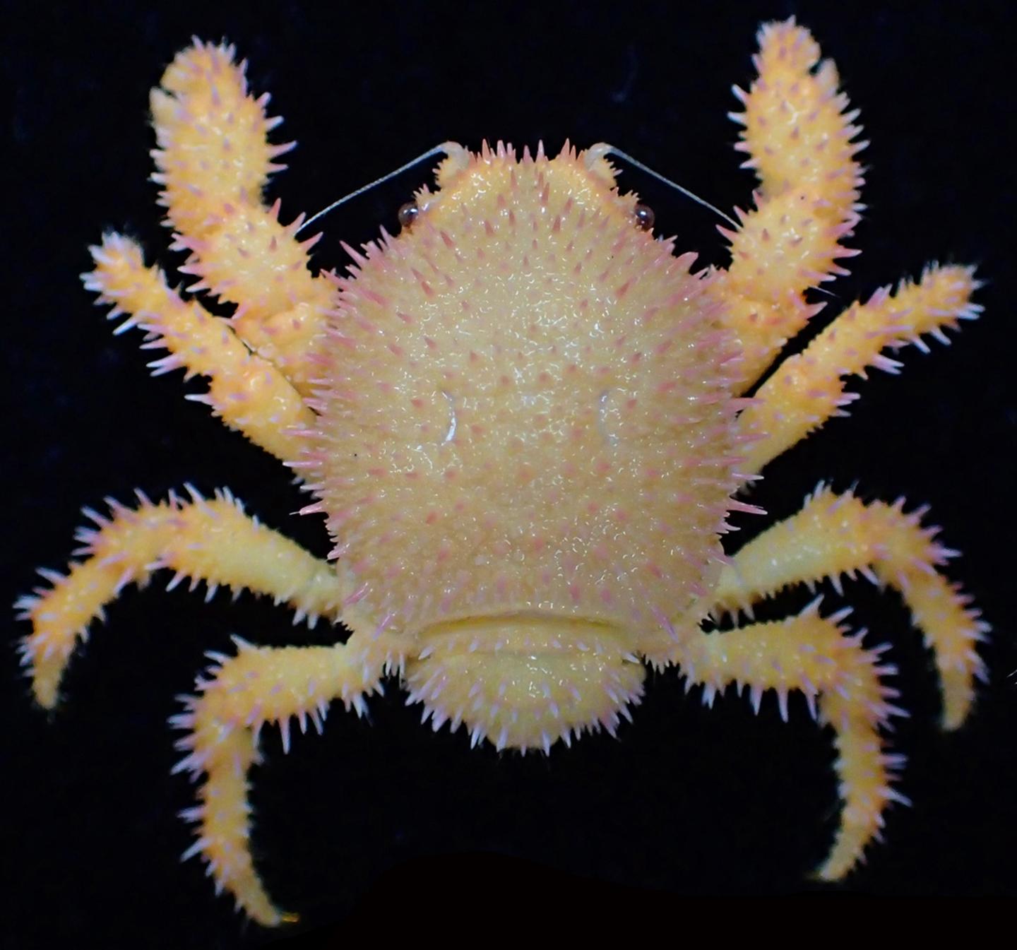 The Newly Recorded from Taiwan Species <i>Acanthodromia margarita</i>