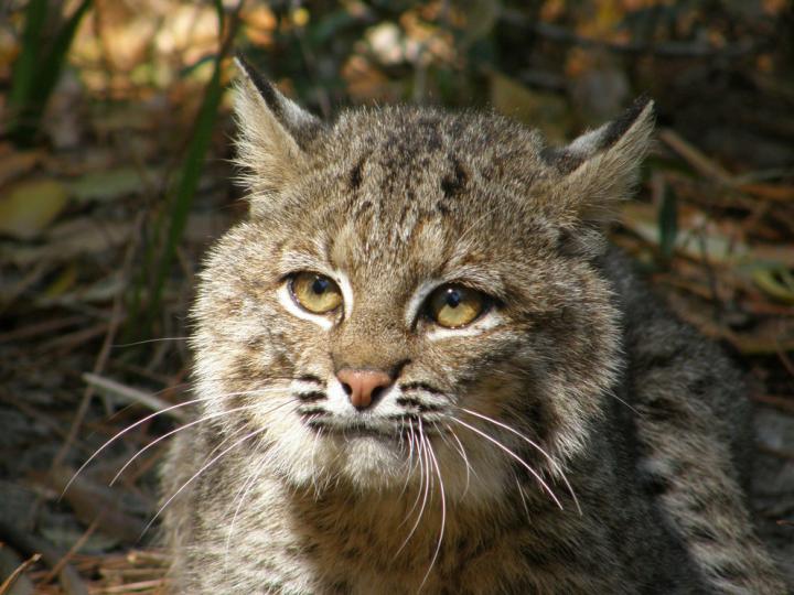 Bobcat