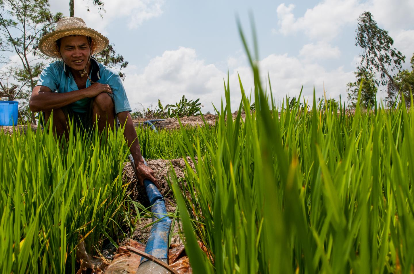 Rice Farmer in Vietnam