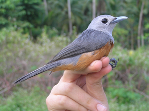 An Island Monarch.