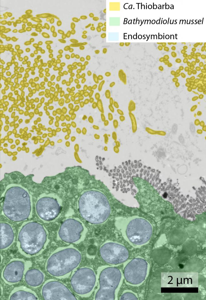 Symbiotische Bakterien in der Muschel