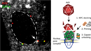 Adenovirus DNA transfer