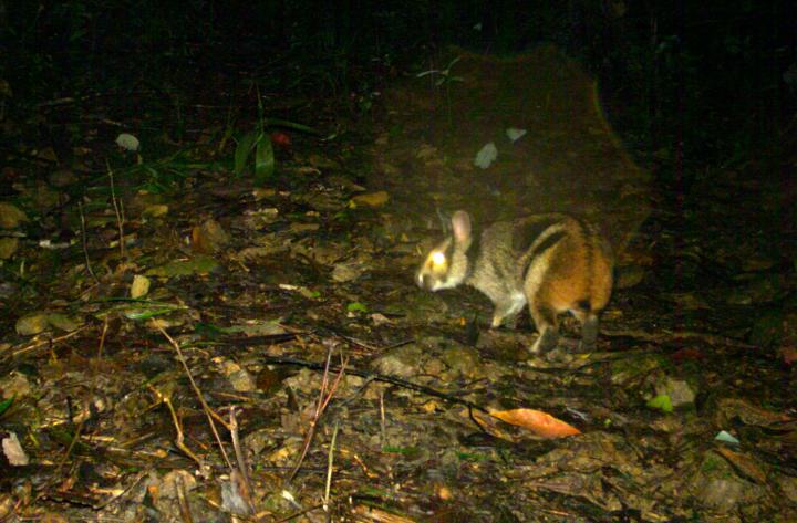 Annamite Striped Rabbit